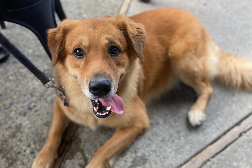 12 Dog-Friendly Breweries in the Ann Arbor Area